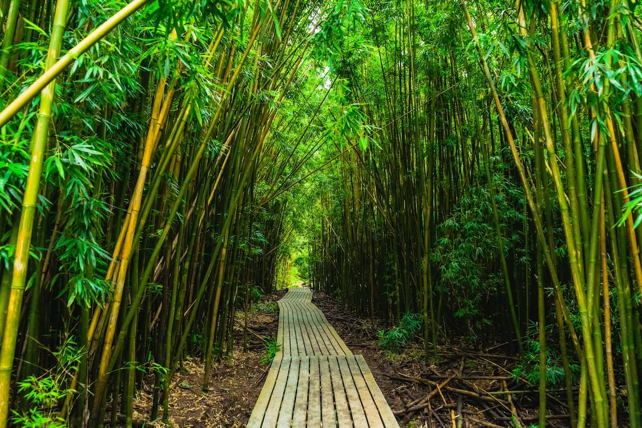 forêt de bambou